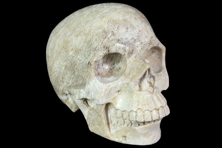 Realistic, Polished Fossil Coral Skull #116690